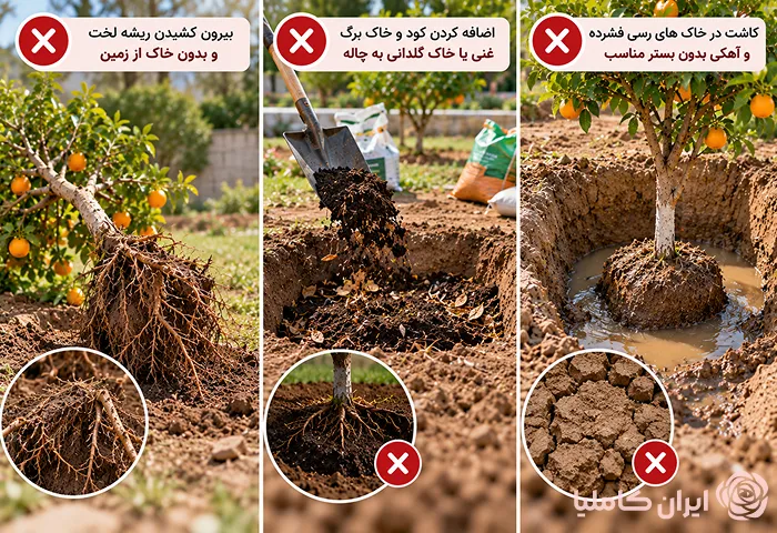 جابجایی درخت پرتقال